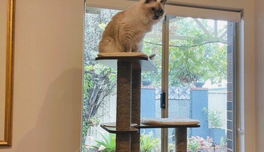 ３度目の新しい猫タワーが来たよ！ 猫たちは大喜び…してほしいんだけどね